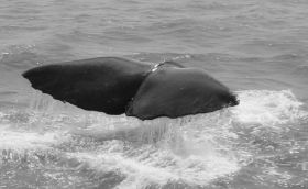 Kiakoura_2012 12 01_0062_bearbeitet-2.jpg